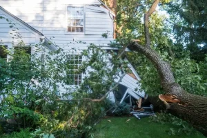 Does Homeowners Insurance Cover Tree Removal? The Complete Answer